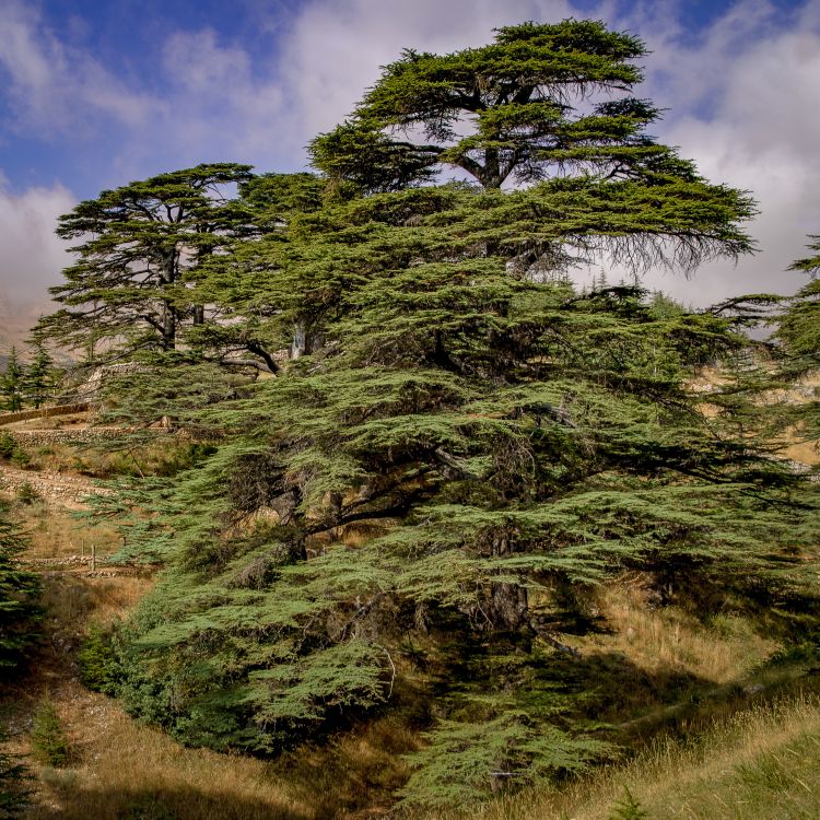 CedarCoin uses GPS coordinates to tag trees