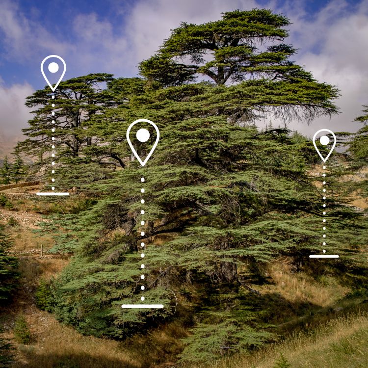 CedarCoin uses GPS coordinates to tag trees