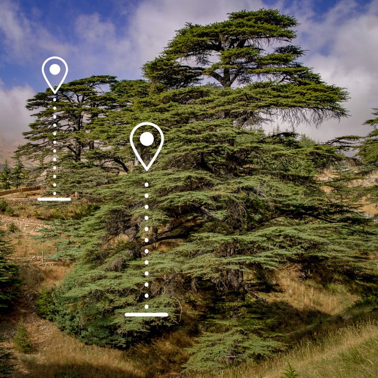 CedarCoin uses GPS coordinates to tag trees