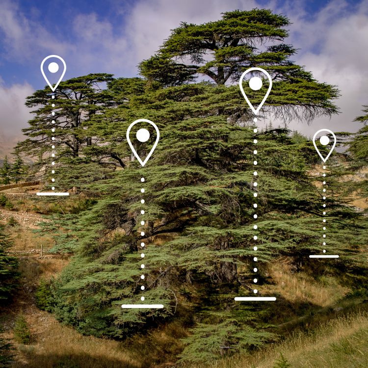 CedarCoin uses GPS coordinates to tag trees