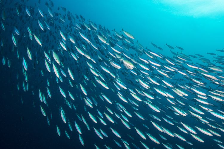 Photo of a school of fish