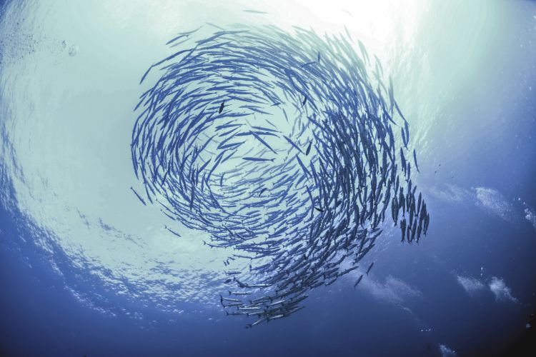 Photo of a school of fish