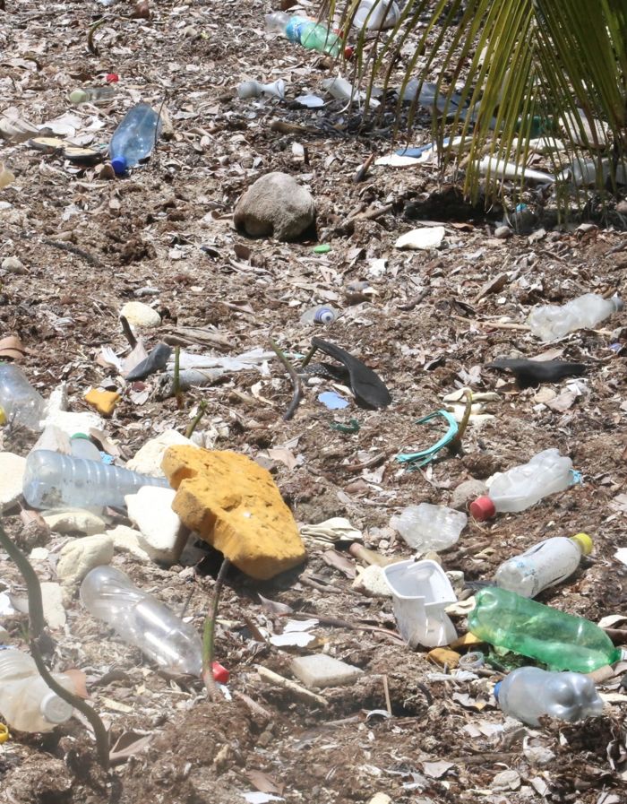 La basura que dejan los visitantes en la Reserva Forestal Caye Caulker a menudo encuentra su camino hacia el océano. 