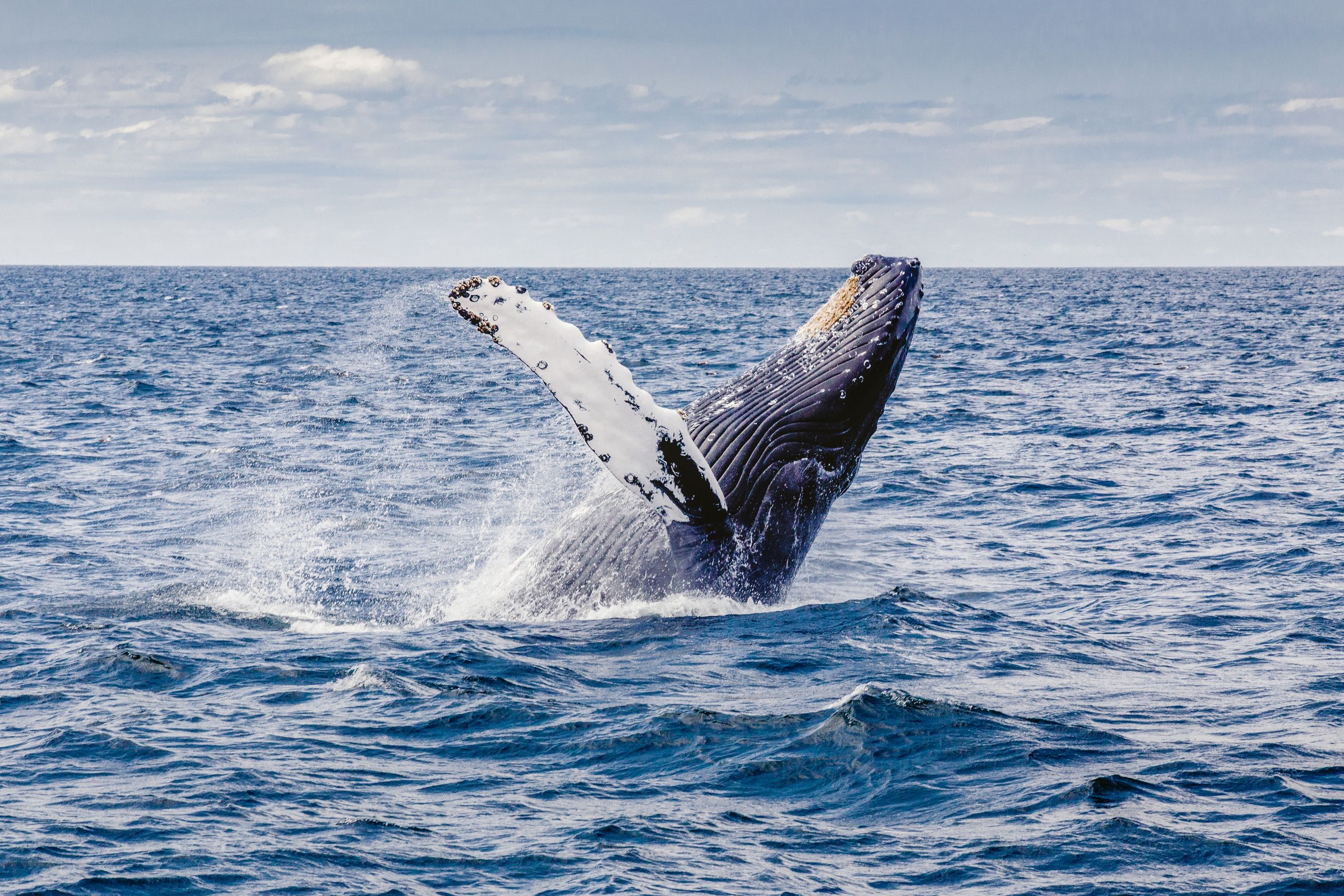 Humpback whale