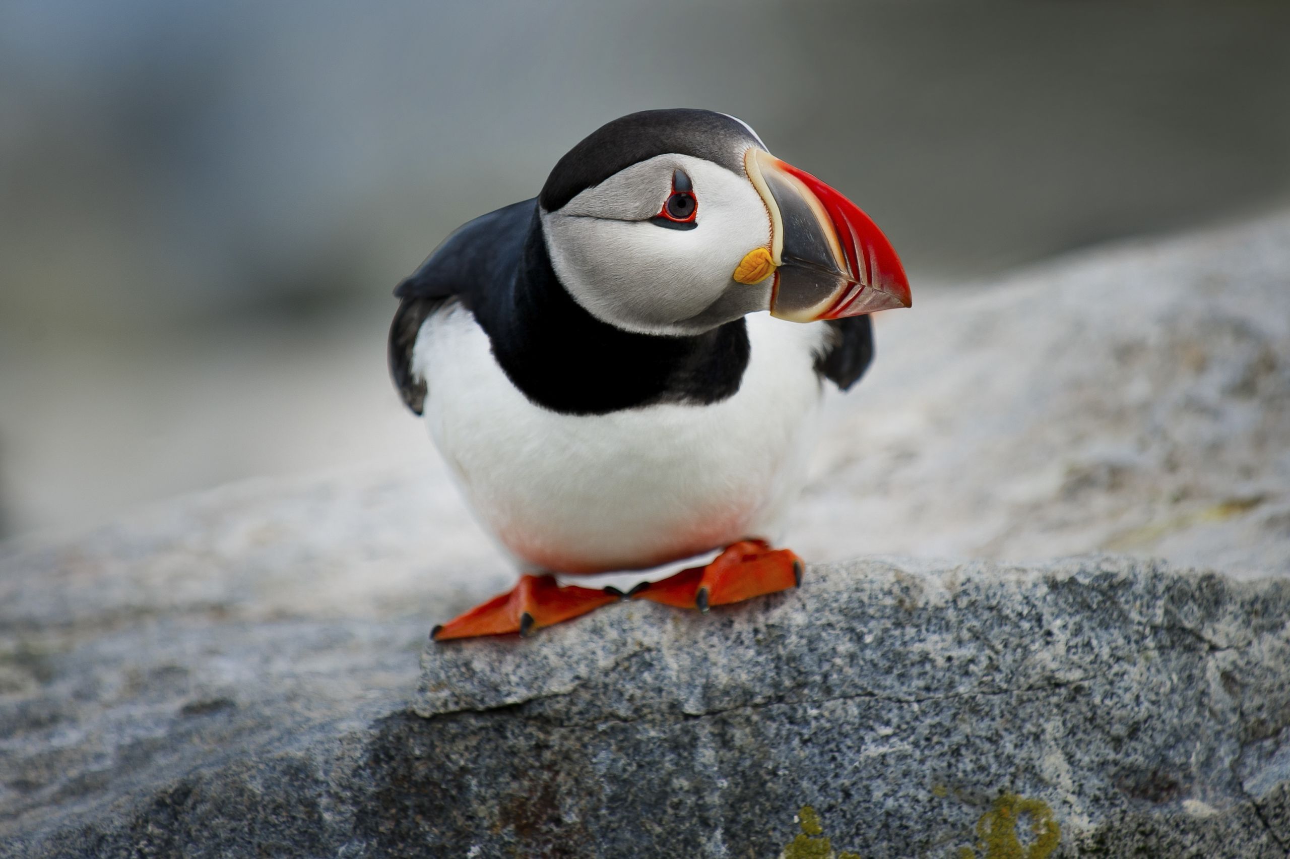 Bird in a marine protected area