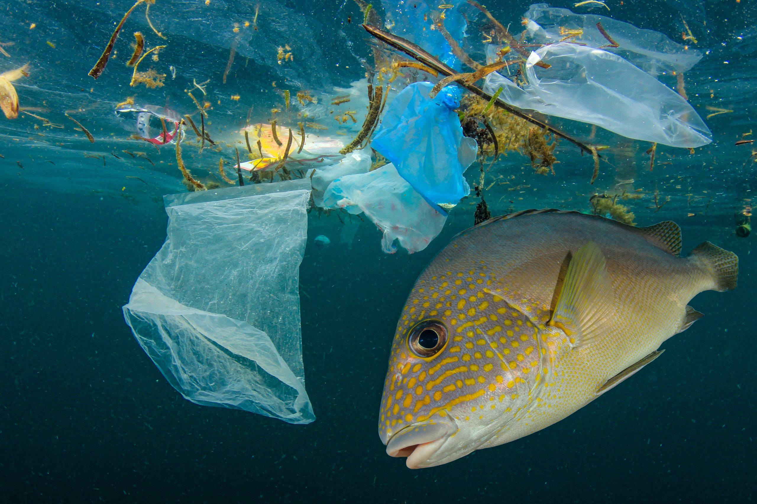 Tonnes of plastic in the ocean