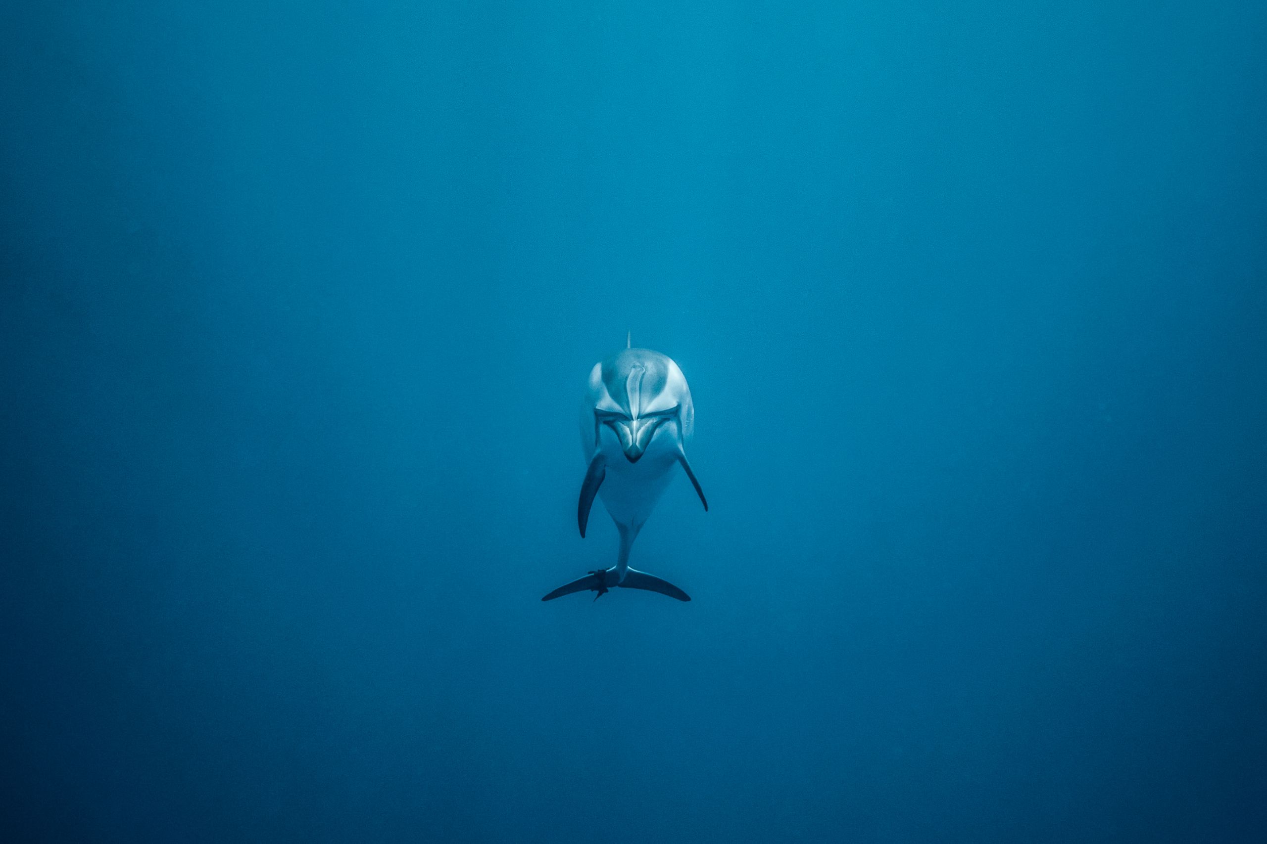 A lone dolphin