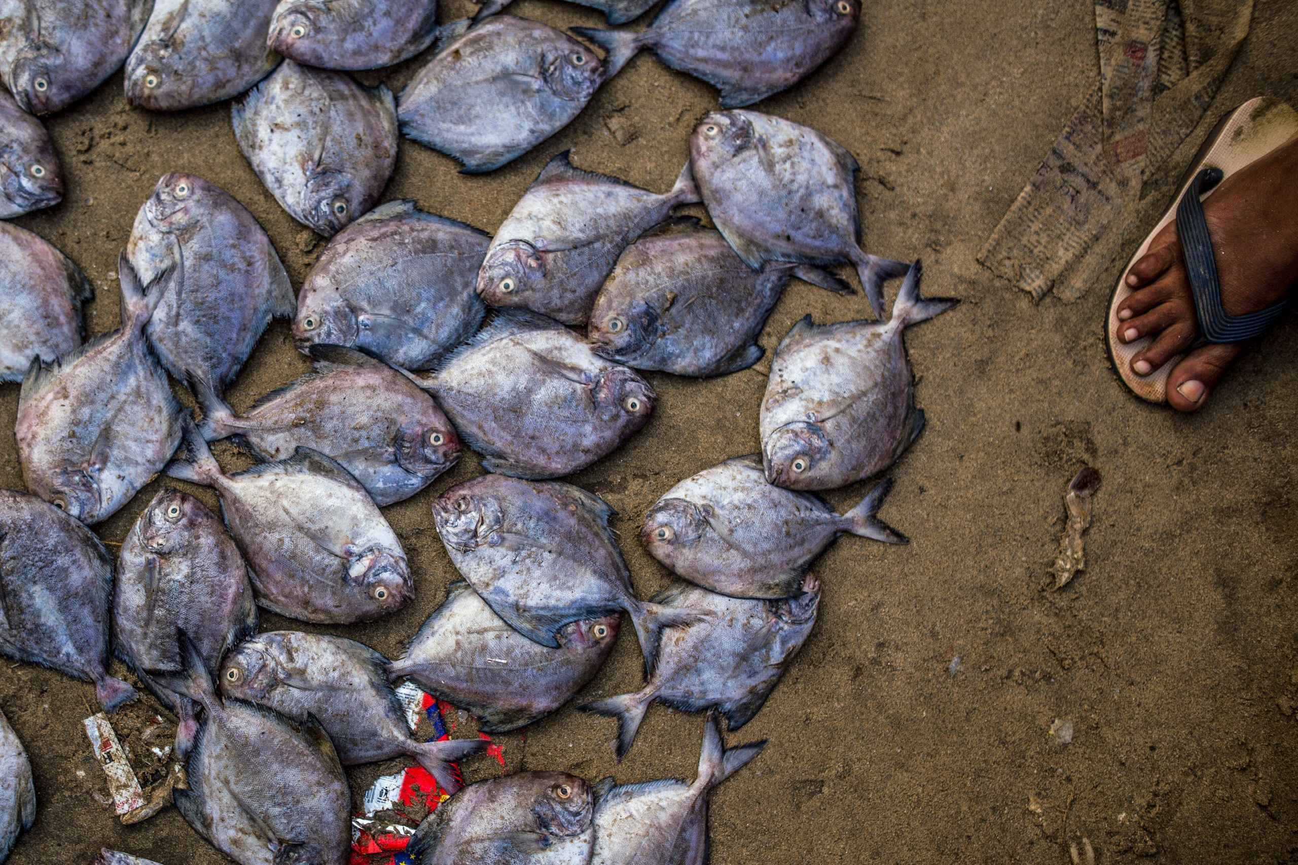 Fish on land